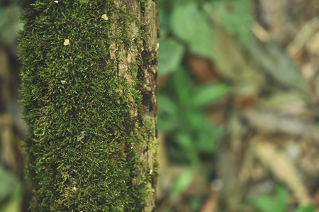 moss on the tree in the tropical garden ,Texture of green leaves, old leaf in tropical Forest. Garden and Green wall.の写真素材