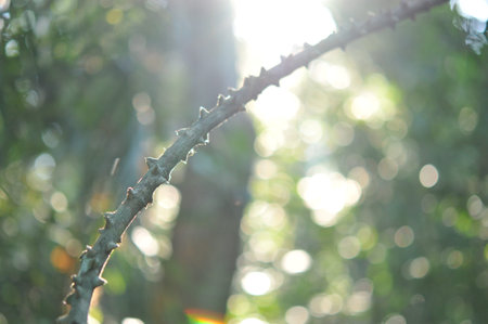 background of bokeh in the tropical garden ,Texture of green leaves, leaf in tropical Forest. Garden...