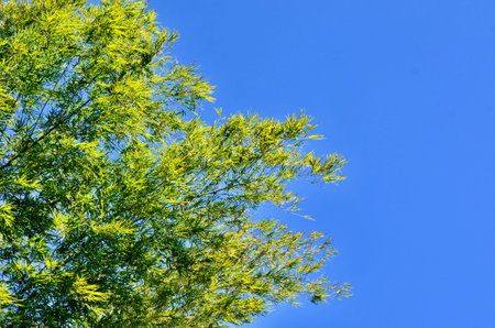 leaves on the ground in the tropical garden ,Texture of green leaves. Garden and Green wall.