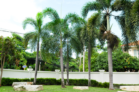 plant and tree outdoor decorations landscapeのeditorial素材