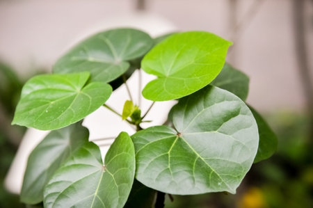 green leaf in the nature, green concept