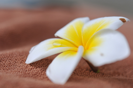 Frangipani tropical flowers, Plumeria flowers fresh, Plumeria (frangipani), in close-up. Glorious white and golden tropical flower.の写真素材