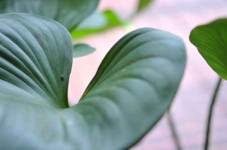 Green leaves background. Green leaves in the morning. Tropical plant, environment, photo concept...