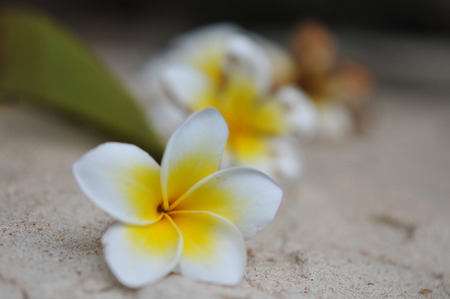 Frangipani tropical flowers, Plumeria flowers fresh, Plumeria (frangipani), in close-up. Glorious white and golden tropical flower.の写真素材