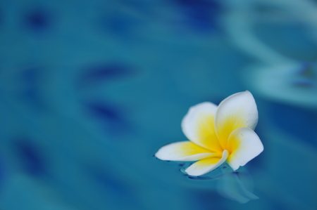 Frangipani tropical flowers in swimming pool, Plumeria flowers fresh, Plumeria (frangipani), in close-up. Glorious white and golden tropical flower.の写真素材