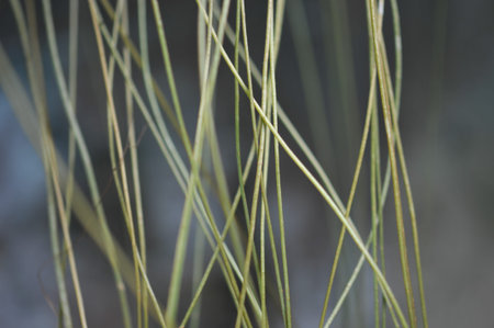 Green leaves background. Green leaves in the morning. Tropical plant, environment, photo concept...