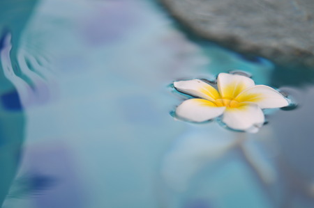 Frangipani tropical flower in swimming pool, Plumeria flowers fresh, Plumeria (frangipani), in close-up. Glorious white and golden tropical flower.の写真素材
