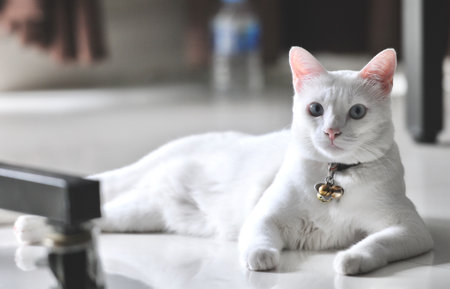Siamese adult cat sit and looking up something, Siamese cat is the Thai domestic cat, very cute and smart pet in house, beautiful cat, pet in house conceptの写真素材
