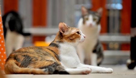 Siamese adult cat sit and looking up something, Siamese cat is the Thai domestic cat, very cute and smart pet in house, beautiful cat, pet in house conceptの写真素材