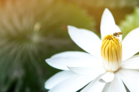 The beautiful white lotus flower or water lily reflection with the water in the pond.の写真素材