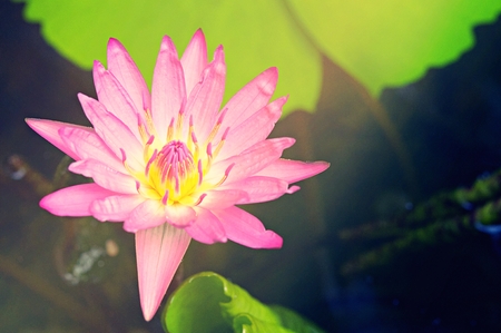 pink lotus in pond, blooming in the morning with ray of sun light, beautiful flower use for wallpaper backgroundの写真素材