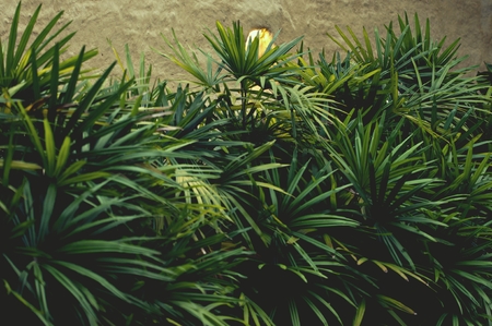 Green leaves background. Green leaves in the morning. Tropical plant, environment, photo concept nature and plant.の写真素材