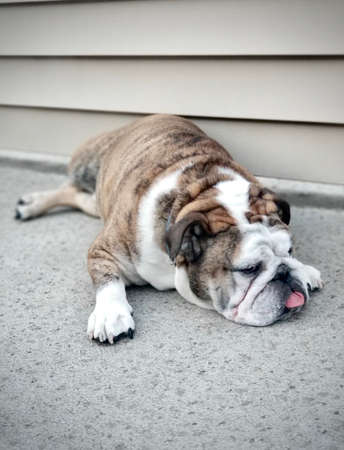 Cute English bulldog tiger color sit with house's wooden wall, portrait dog and pet in house concept.の写真素材