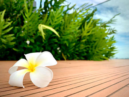 A Beautiful Plumeria white color on the ground with garden and blue sky background, flower on dropped on the ground, with copy space for text to create postcard.