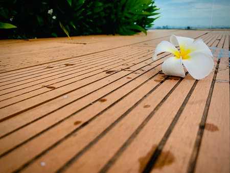 A Beautiful Plumeria white color on the ground with garden and blue sky background, flower on dropped on the ground, with copy space for text to create postcard.の写真素材