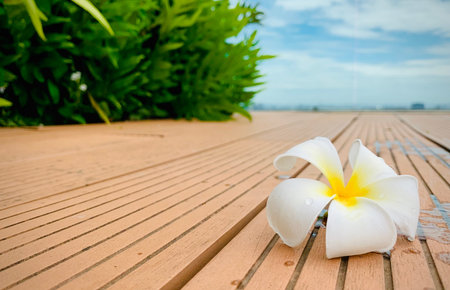 A Beautiful Plumeria white color on the ground with garden and blue sky background, flower on dropped on the ground, with copy space for text to create postcard.の写真素材