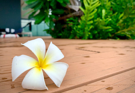 A Beautiful Plumeria white color on the ground with garden and blue sky background, flower on...