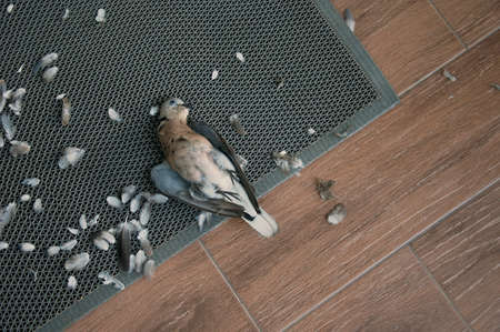 Red Collared Dove (Streptopelia tranquebarica) dead on floor tile. Bird corpse dead by cat attack.の写真素材