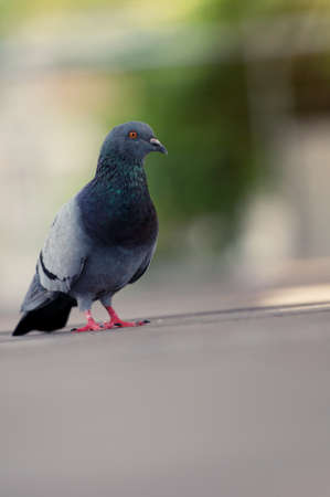 A Pigeon standing on a ground in the city. Pigeon standing. Dove or pigeon on blurry background. Pigeon in city concept photo.の写真素材
