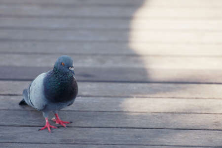 A Pigeon standing on a ground in the city. Pigeon standing. Dove or pigeon on blurry background. Pigeon in city concept photo.の写真素材