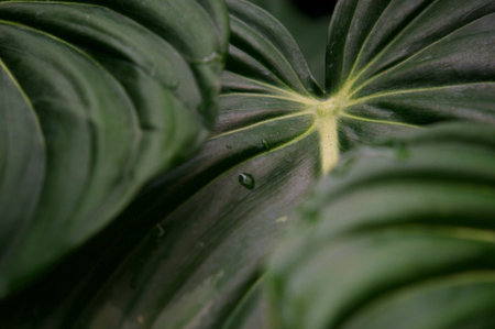Philodendron Dean McDowell leaf growing wild in the rain forest. Green velvet, white vein, heart...