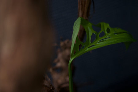 plant green leaf in greenhouse, a leaf, tropical leafの写真素材