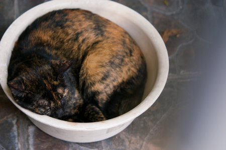 A cat is sleeping in a bowl. The cat is sick.の写真素材