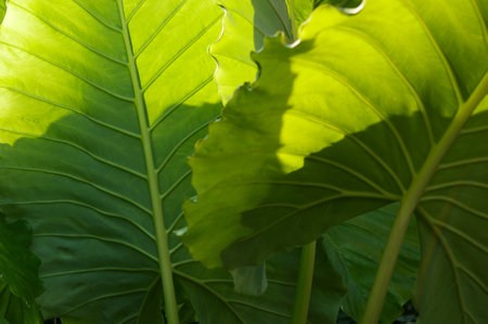 Close up of a green leaf in a tropical garden with sunlight.の写真素材