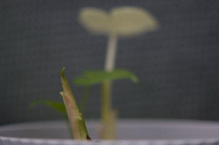 plant green leaf in greenhouse, a leaf, tropical leafの写真素材