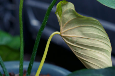 plant green leaf in greenhouse, a leaf, tropical leafの写真素材