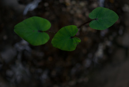 plant green leaf in greenhouse, a leaf, tropical leafの写真素材