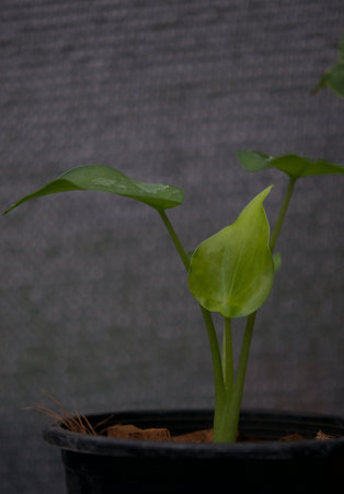 plant green leaf in greenhouse, a leaf, tropical leafの写真素材