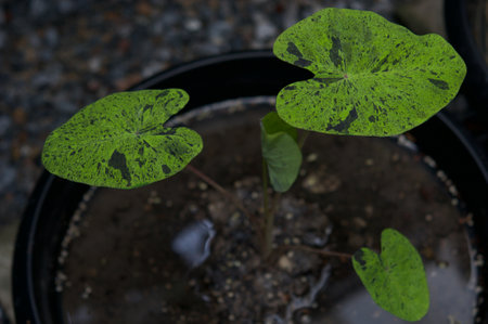 plant green leaf in greenhouse, a leaf, tropical leafの写真素材