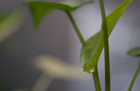 plant green leaf in greenhouse, a leaf, tropical leafの写真素材
