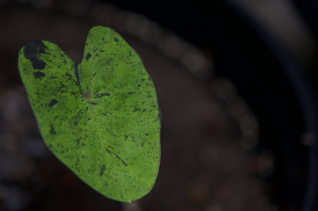 plant green leaf in greenhouse, a leaf, tropical leafの写真素材