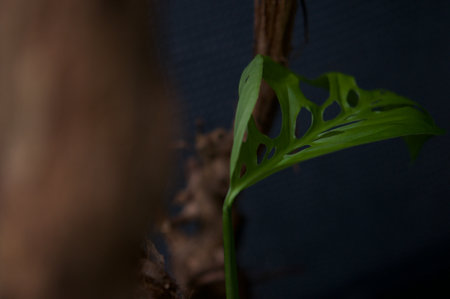 plant green leaf in greenhouse, a leaf, tropical leafの写真素材