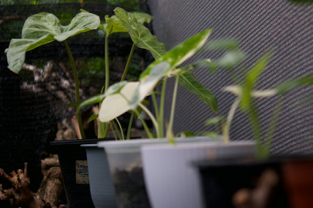 plant green leaf in greenhouse, a leaf, tropical leafの写真素材