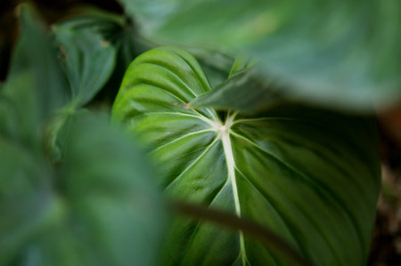 Philodendron Dean McDowell leaf growing wild in the rain forest. Green velvet, white vein, heart shape, rainforest foliage, huge leaf. Suitable for indoor plant backgroundの写真素材