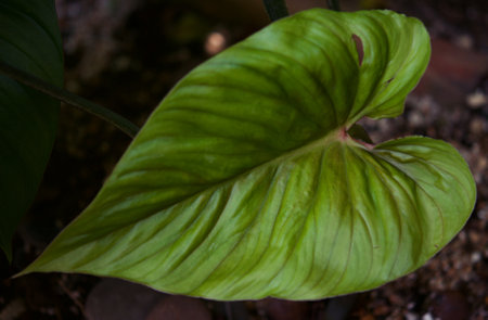 plant green leaf in greenhouse, a leaf, tropical leafの写真素材