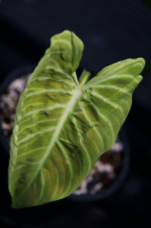 plant green leaf in greenhouse, a leaf, tropical leafの写真素材