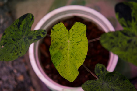 plant green leaf in greenhouse, a leaf, tropical leafの写真素材