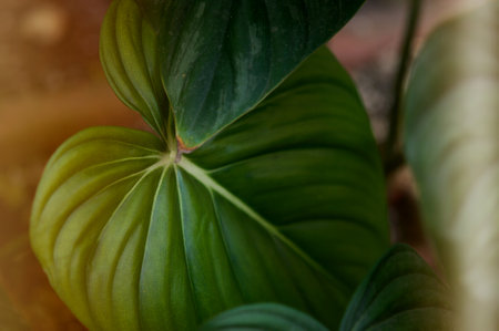 Philodendron Dean McDowell leaf growing wild in the rain forest. Green velvet, white vein, heart shape, rainforest foliage, huge leaf. Suitable for indoor plant backgroundの写真素材