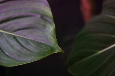 Philodendron Dean McDowell leaf growing wild in the rain forest. Green velvet, white vein, heart shape, rainforest foliage, huge leaf. Suitable for indoor plant backgroundの写真素材
