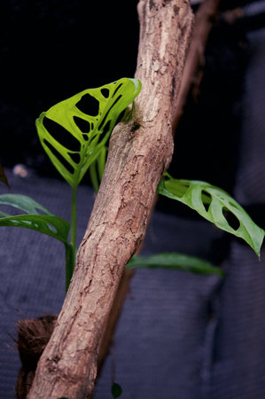 plant green leaf in greenhouse, a leaf, tropical leafの写真素材