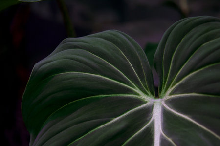 Philodendron Gloriosum growing wild in the rain forest. Green velvet, white vein, heart shape, rainforest foliage, huge leaf. Suitable for indoor plant backgroundの写真素材