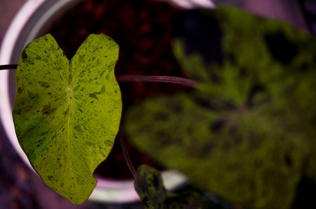 Caladium leaves in a pot on a dark background. Green caladium leaves close up.の写真素材