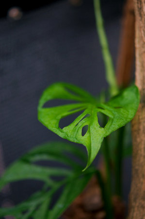 Monstera Deliciosa plant in a pot on a black backgroundの写真素材