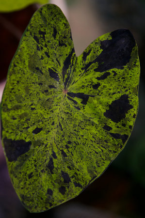 Green Caladium leaf in the garden. Green Caladium leaf background.の写真素材