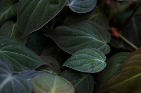Close-up of green leaves of Anthurium plant. Selective focus.の写真素材