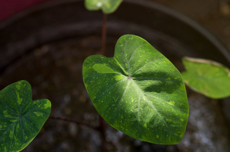 plant green leaf in greenhouse, a leaf, tropical leafの写真素材